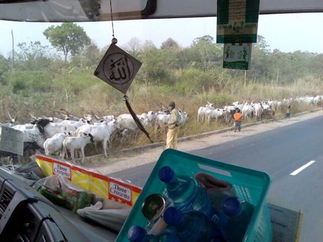 mr. Bello in his truck passing Fulani cows